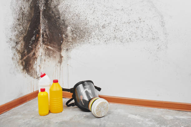Best Office Mold Removal Services  in Fernley, NV