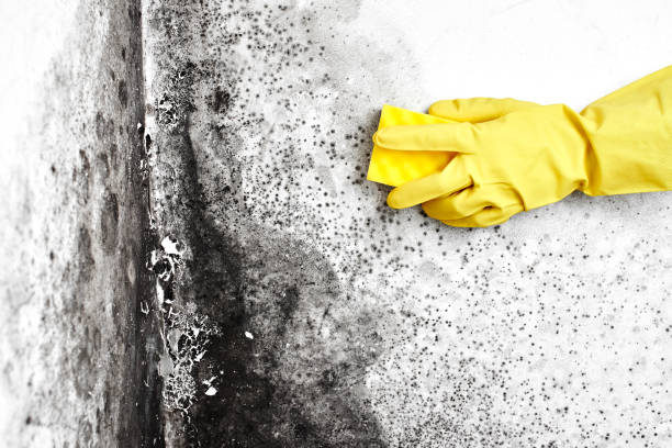 Best Crawl Space Mold Removal  in Fernley, NV