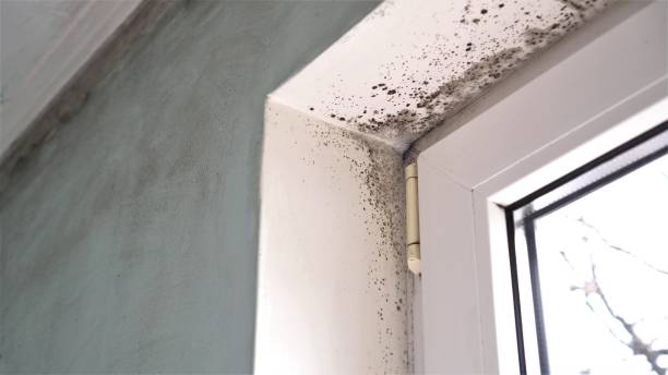 Best Residential Mold Removal  in Fernley, NV